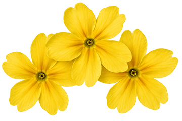 Primrose Cottage Garden Design